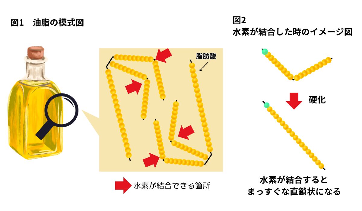 油脂の模式図と水素が結合したときのイメージ図