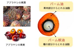 アブラヤシの構造
