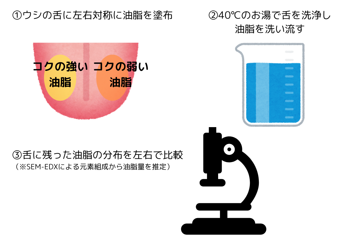 コクの実験