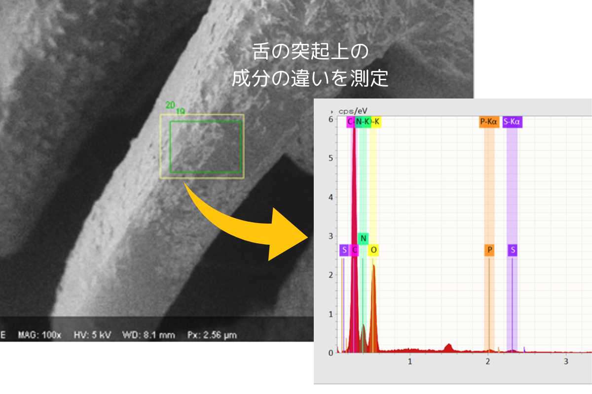 舌の電子顕微鏡画像