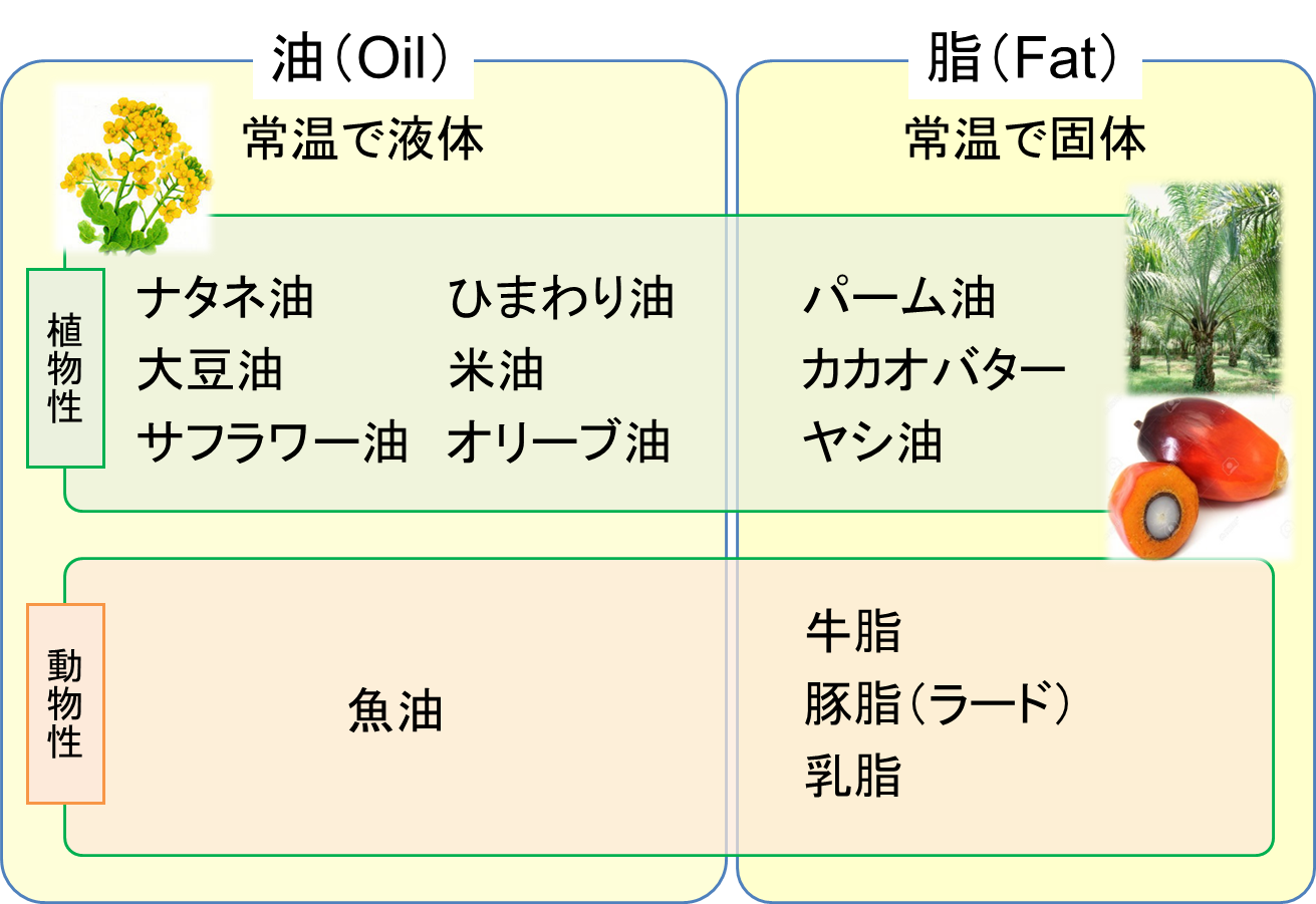 油と脂の種類