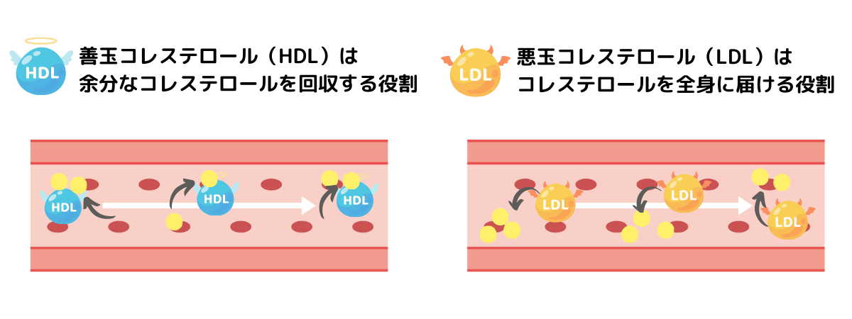善玉悪玉コレステロール