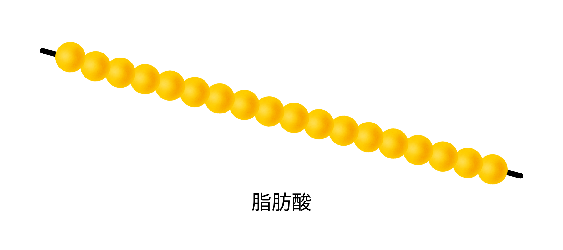 脂肪酸について