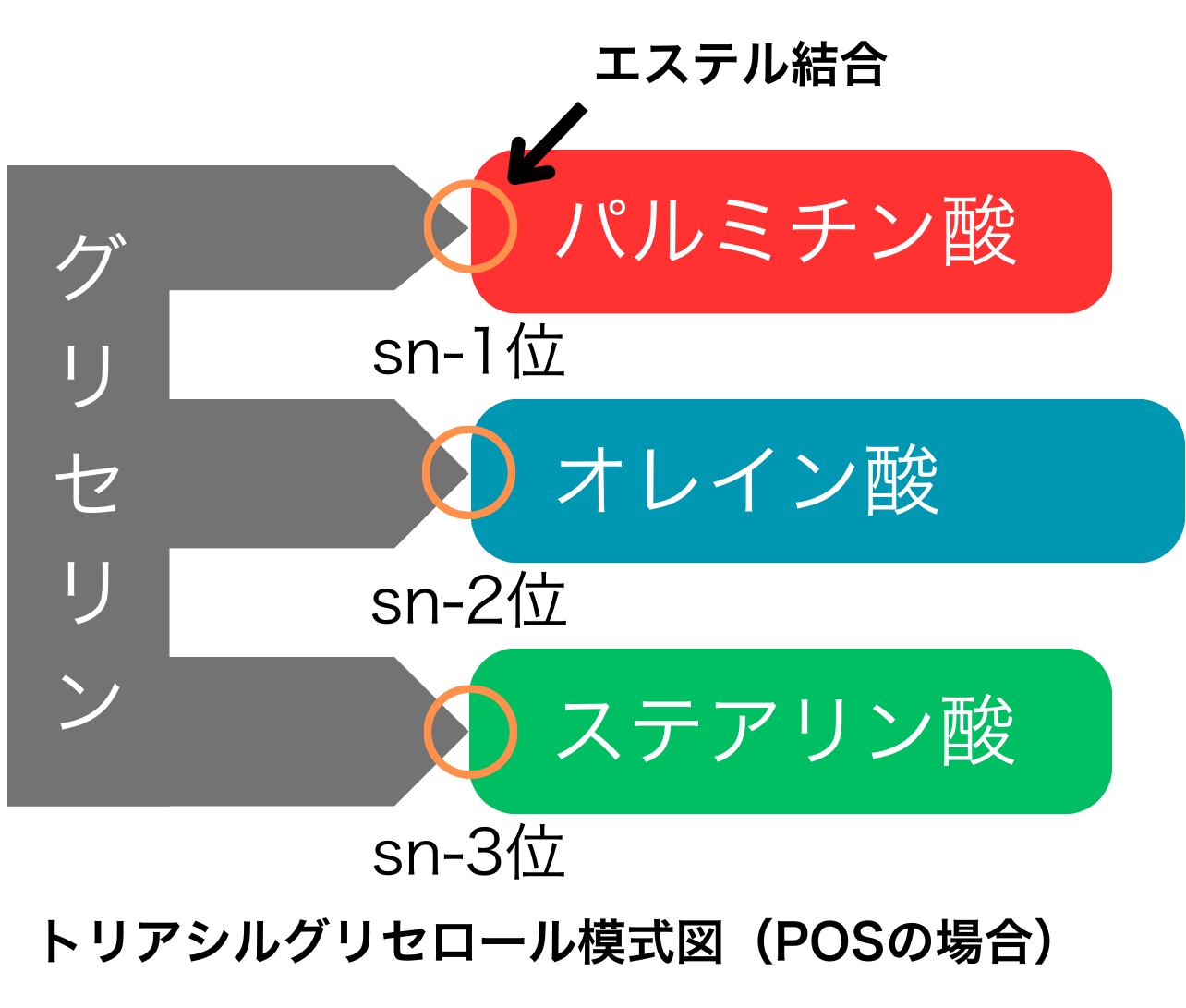 トリアシルグリセロール模式図