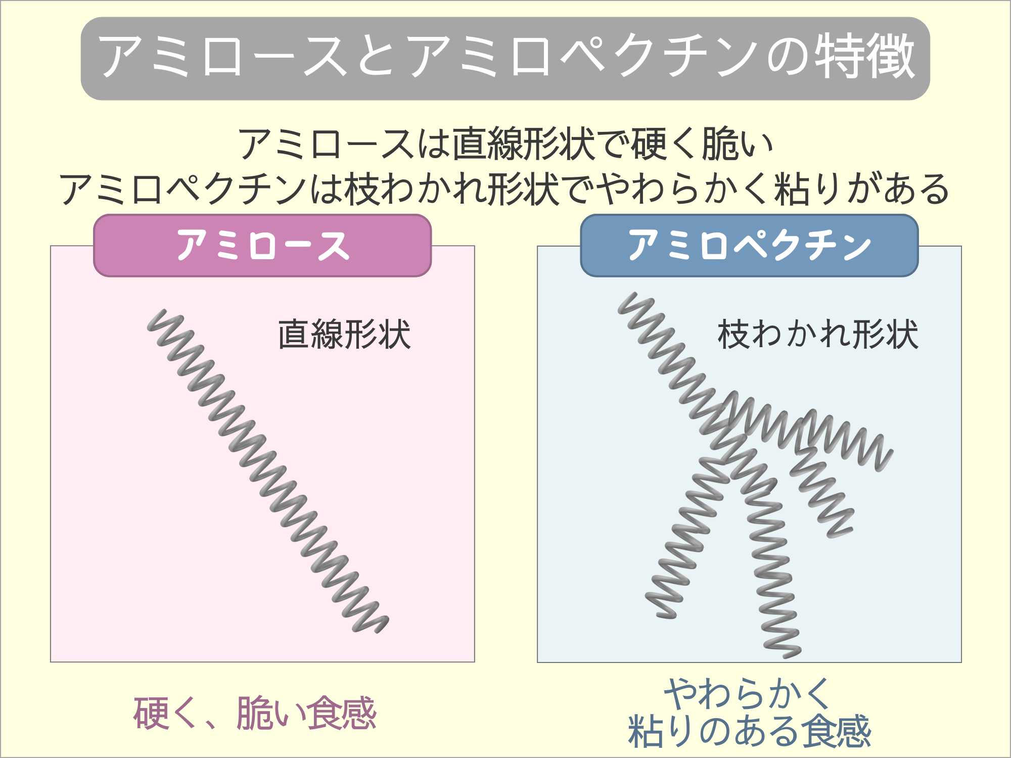 アミロースとアミロペクチンの構造の違い