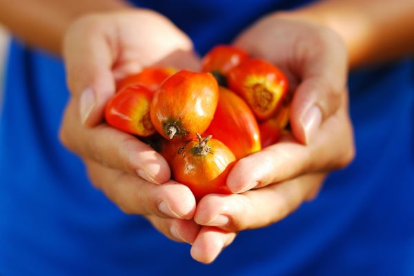 「RSPO」って何？「持続可能なパーム油」ができる地球の問題解決