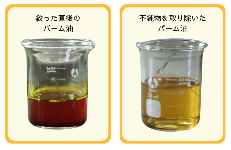 絞った直後のパーム油は強い褐色、不純物を取り除いたパーム油は色が薄くなっている