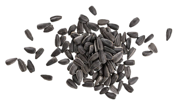 ひまわりの種子