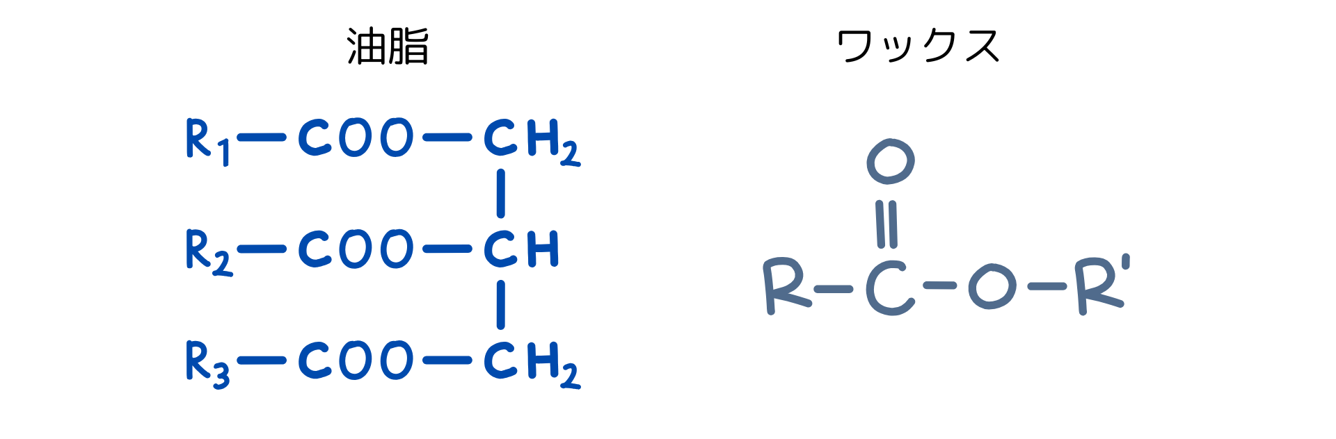 油脂とワックスは化学構造が違う