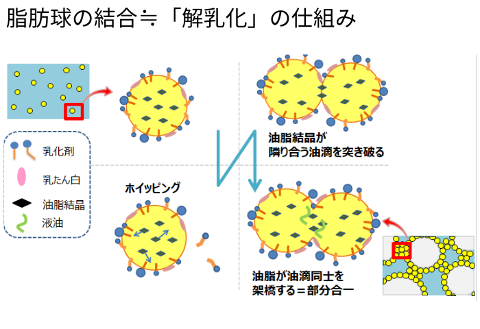 脂肪球の結合≒解乳化の仕組み