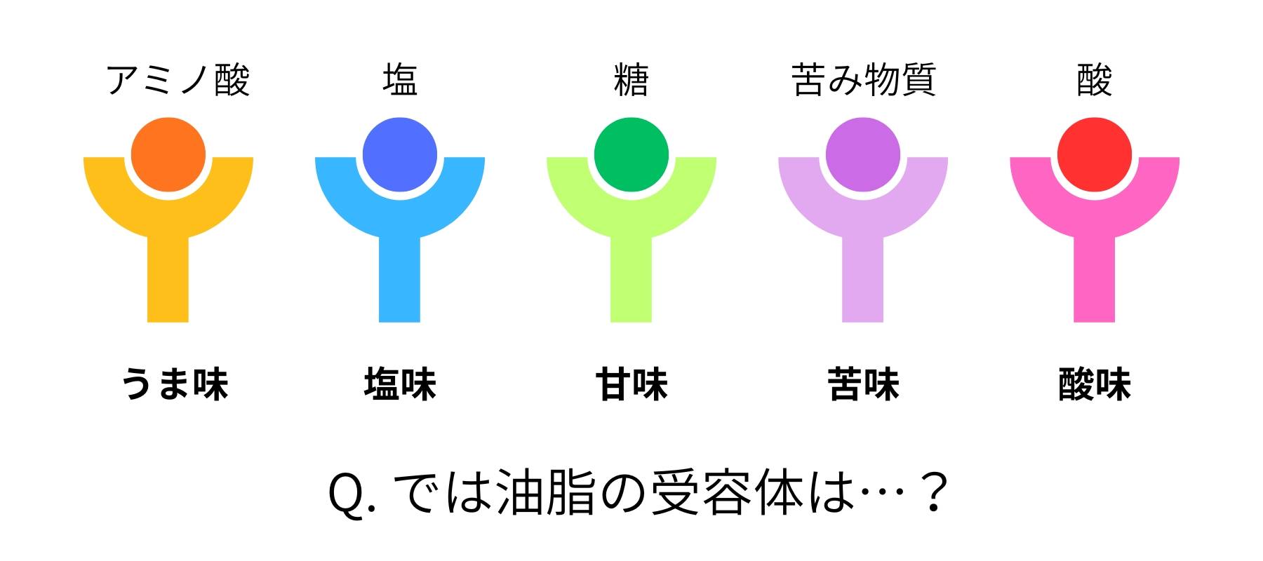 五味にはそれぞれ専用の味覚受容体がある