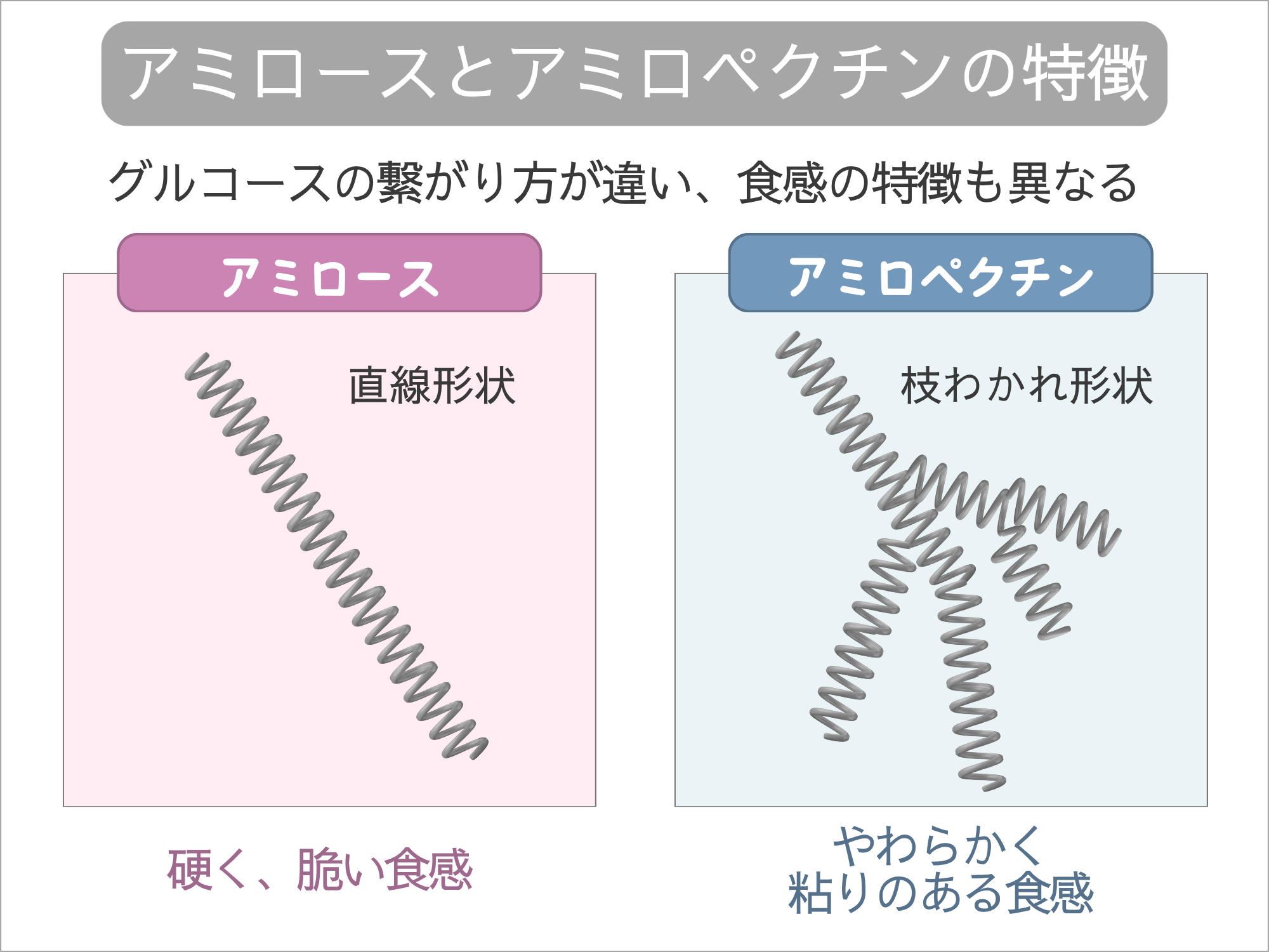 アミロースとアミロペクチンの特徴を比較した図。アミロースは直線形状で硬く脆い食感、アミロペクチンは枝わかれ形状でやわらかく粘りのある食感を持つ。